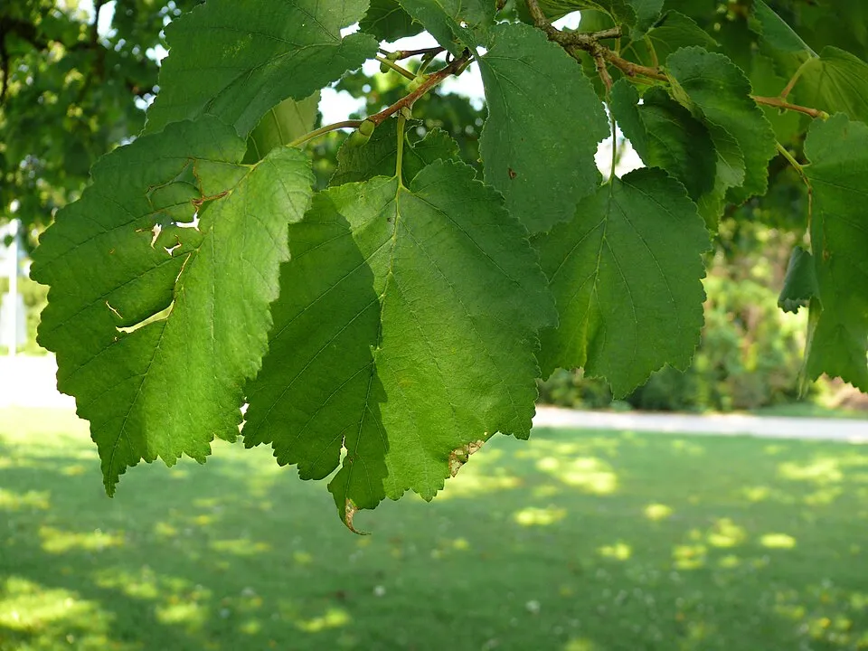 Törökmogyoró / Corylus colurna