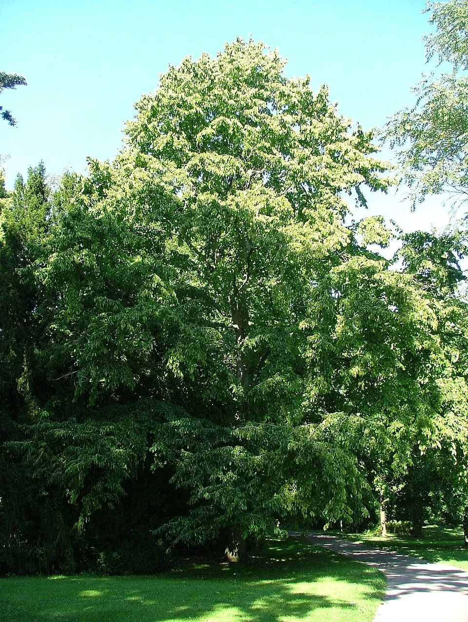 Törökmogyoró / Corylus colurna