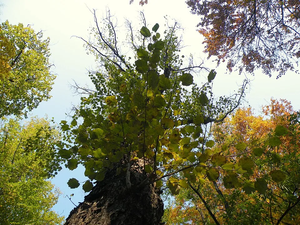 Törökmogyoró / Corylus colurna