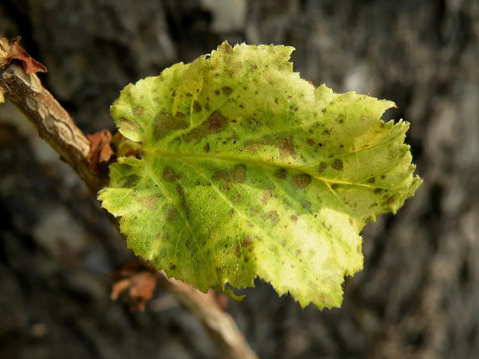 Törökmogyoró / Corylus colurna