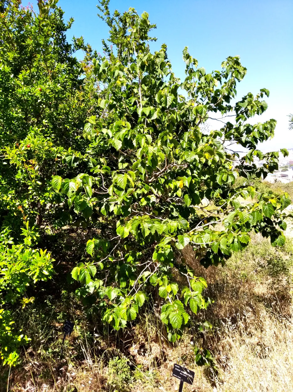 Törökmogyoró / Corylus colurna