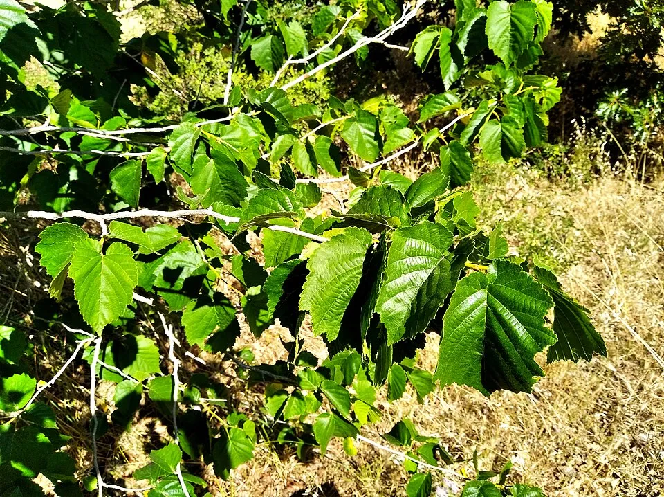 Törökmogyoró / Corylus colurna