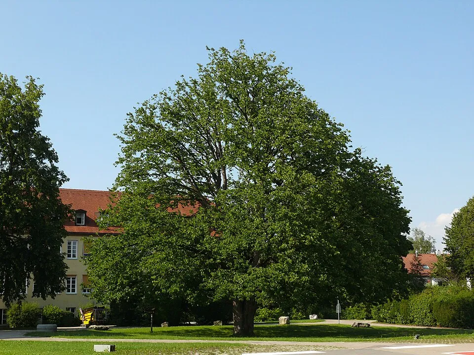 Törökmogyoró / Corylus colurna
