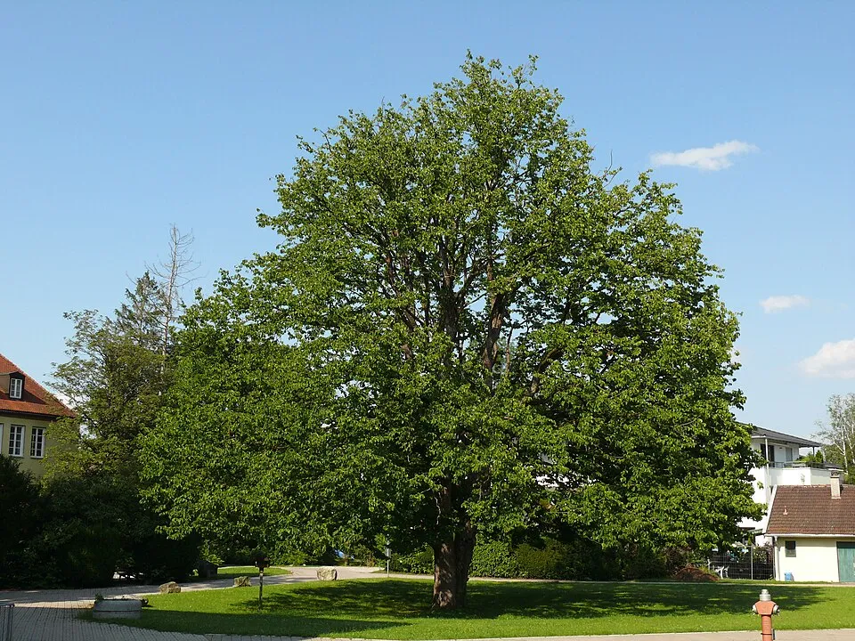 Törökmogyoró / Corylus colurna