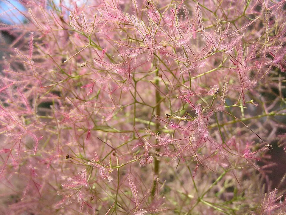 Cserszömörce / Cotinus coggygria
