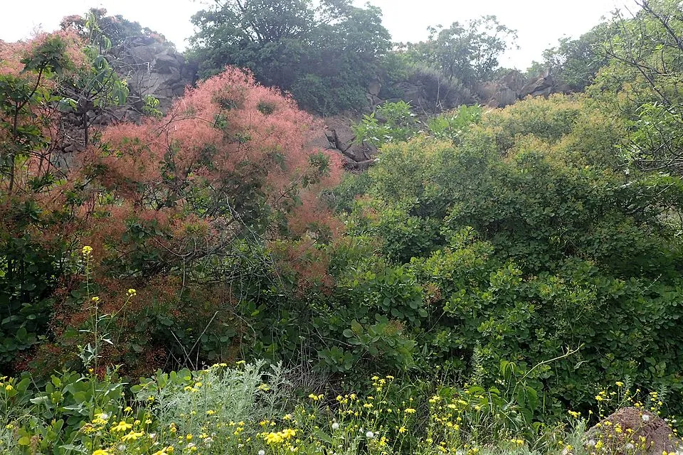 Cserszömörce / Cotinus coggygria
