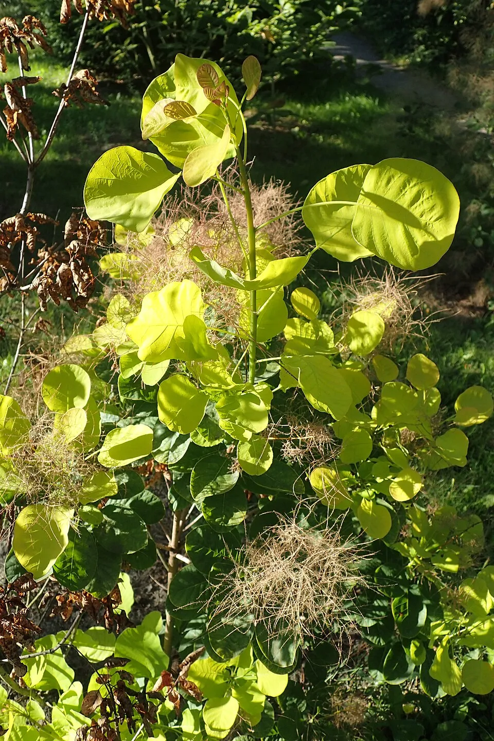 Cserszömörce / Cotinus coggygria
