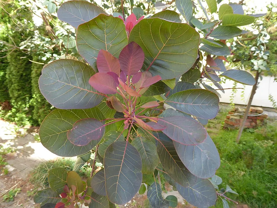 Cserszömörce / Cotinus coggygria