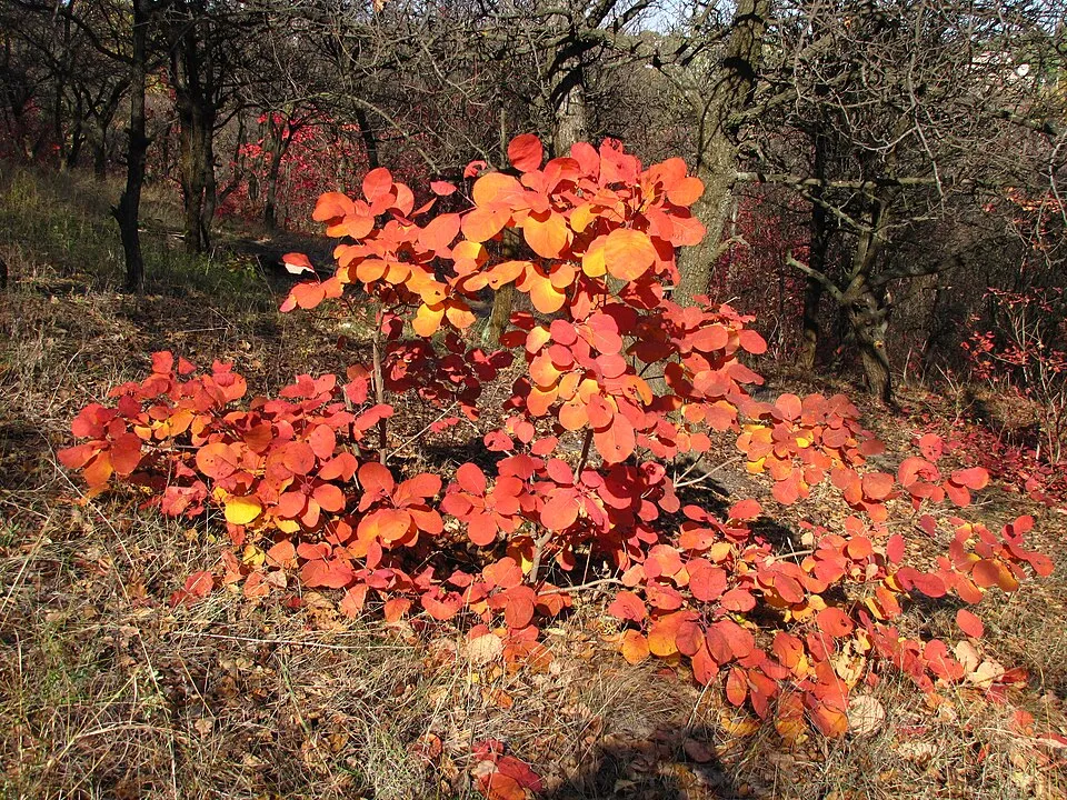 Cserszömörce / Cotinus coggygria