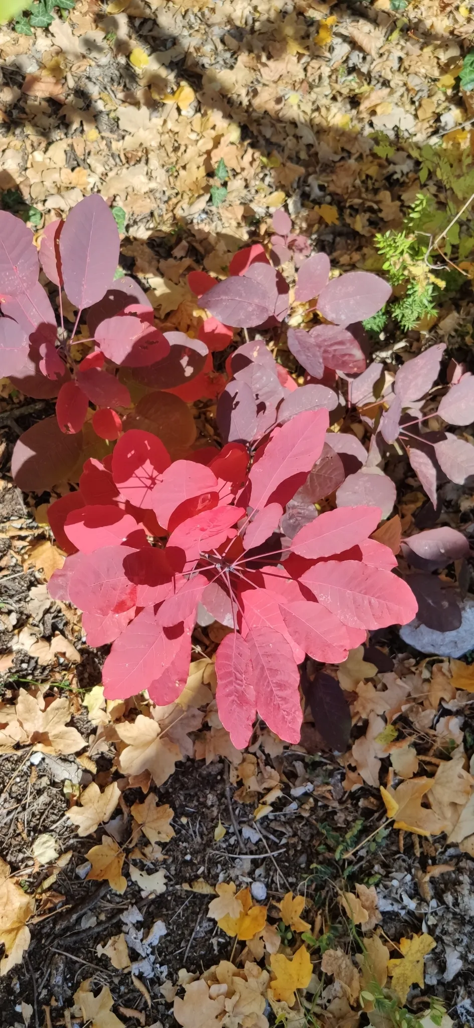 Törpe, aranylombú cserszömörce / Cotinus coggygria 'Golden Lady' ®