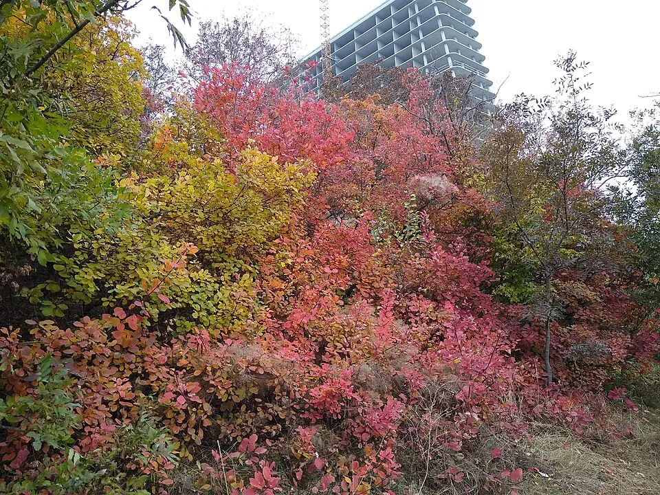 Törpe, aranylombú cserszömörce / Cotinus coggygria 'Golden Lady' ®