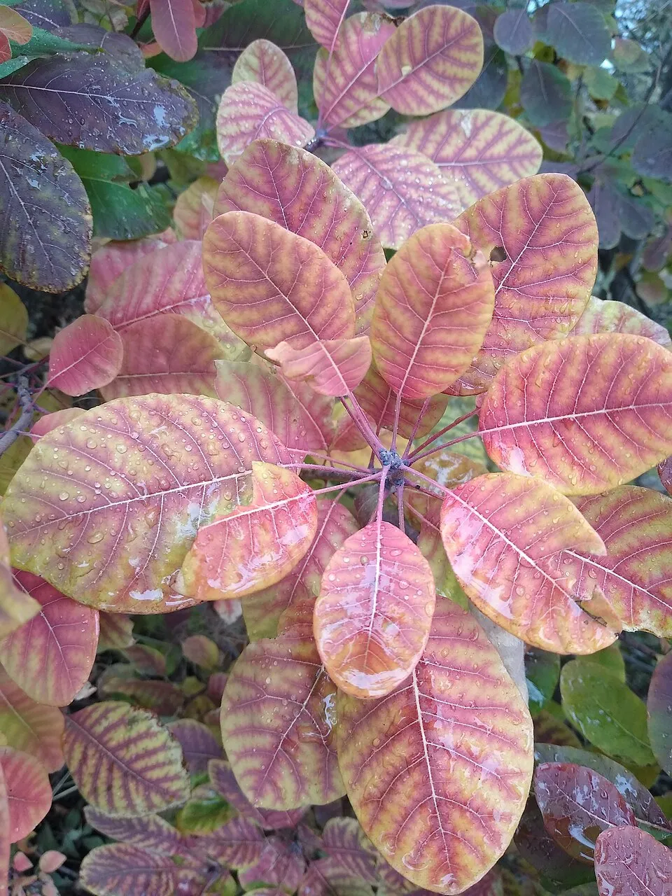 Törpe, aranylombú cserszömörce / Cotinus coggygria 'Golden Lady' ®