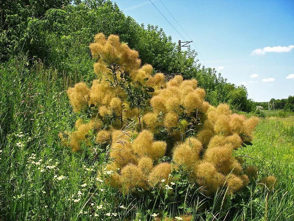 Törpe, aranylombú cserszömörce / Cotinus coggygria 'Golden Lady' ®