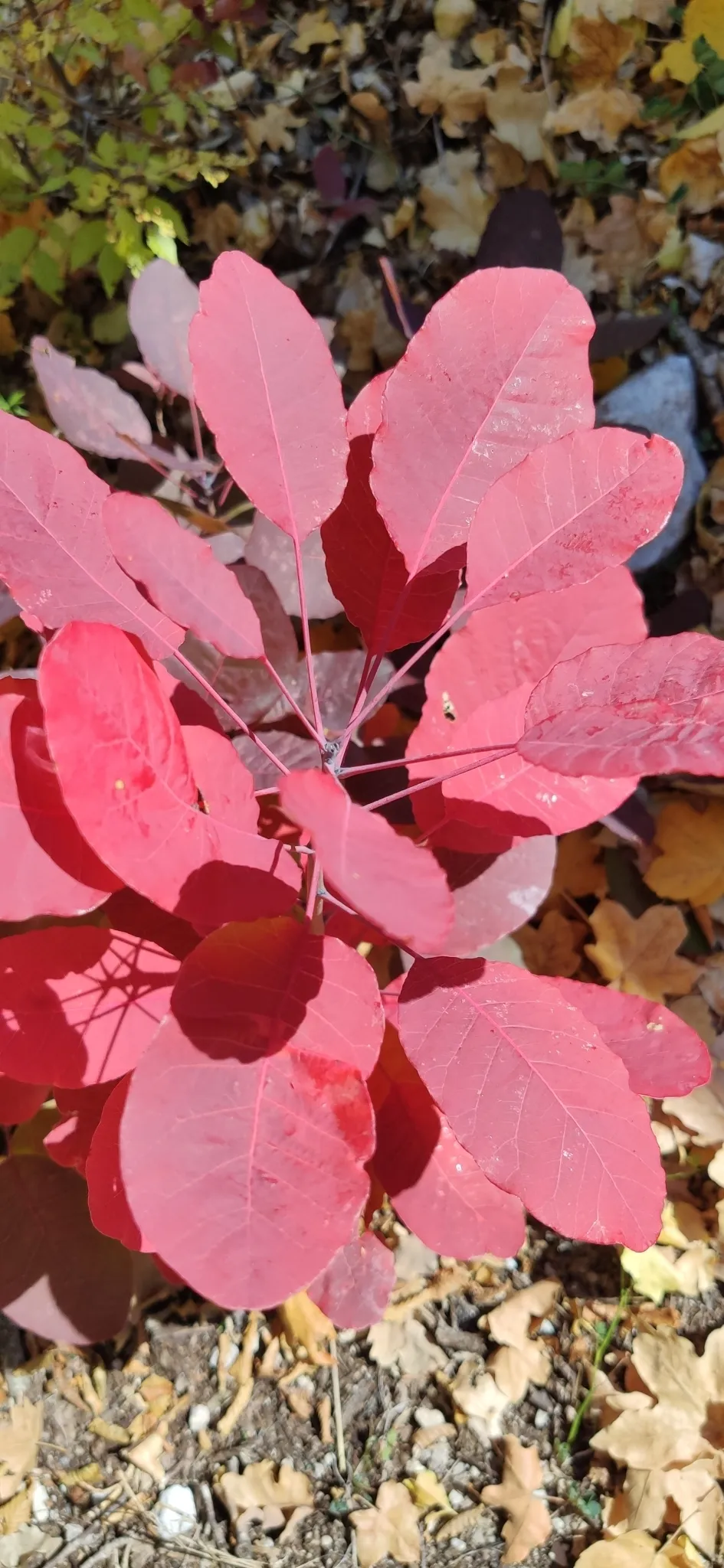 Törpe, aranylombú cserszömörce / Cotinus coggygria 'Golden Lady' ®