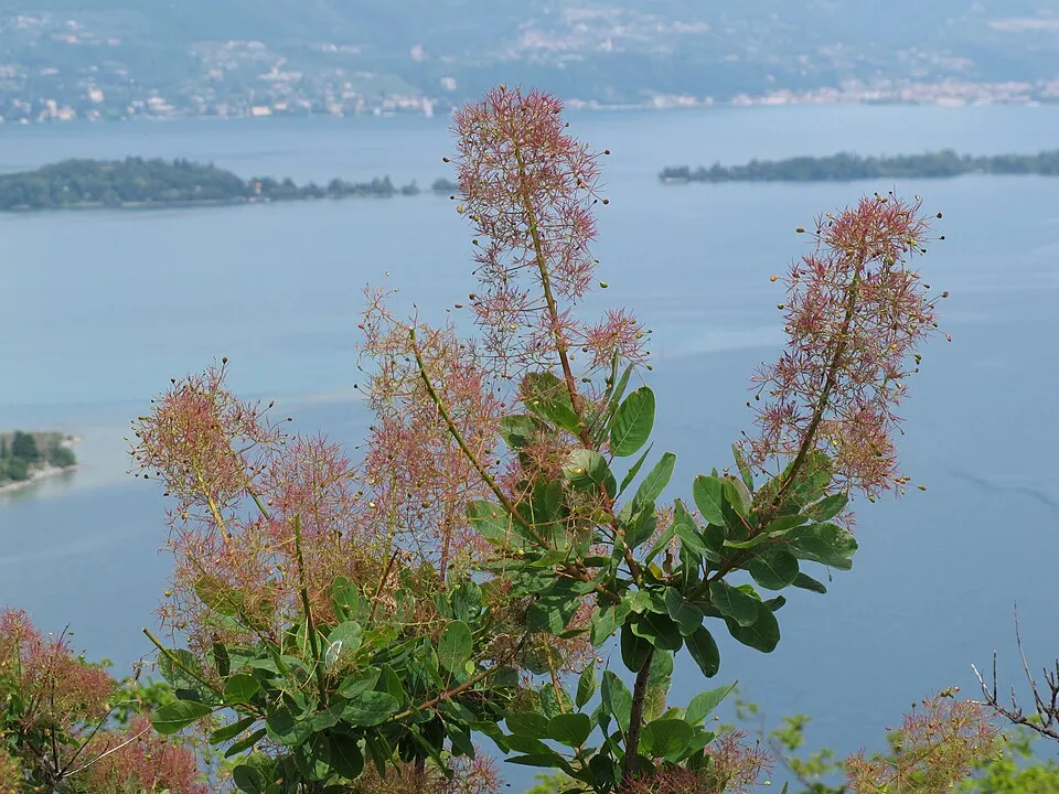 Törpe, bordó levelű cserszömörce / Cotinus coggygria 'Lilla' ®