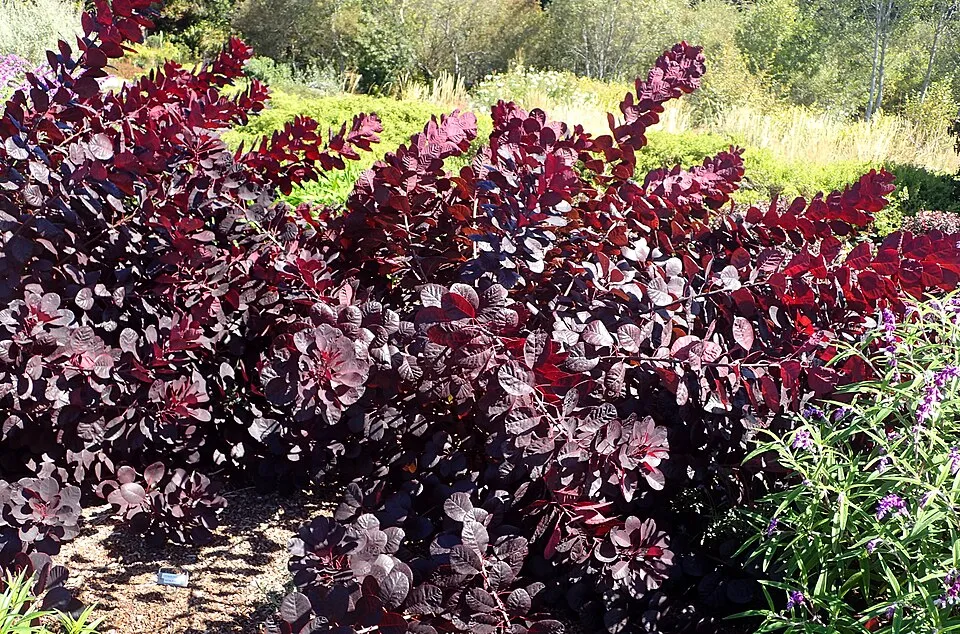 Bordó levelű cserszömörce / Cotinus coggygria 'Royal Purple'