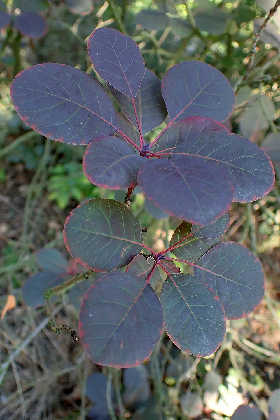 Bordó levelű cserszömörce / Cotinus coggygria 'Royal Purple'