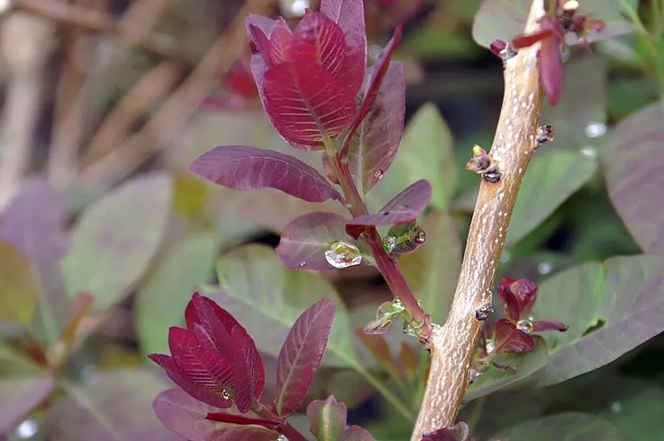 Bordó levelű cserszömörce / Cotinus coggygria 'Royal Purple'