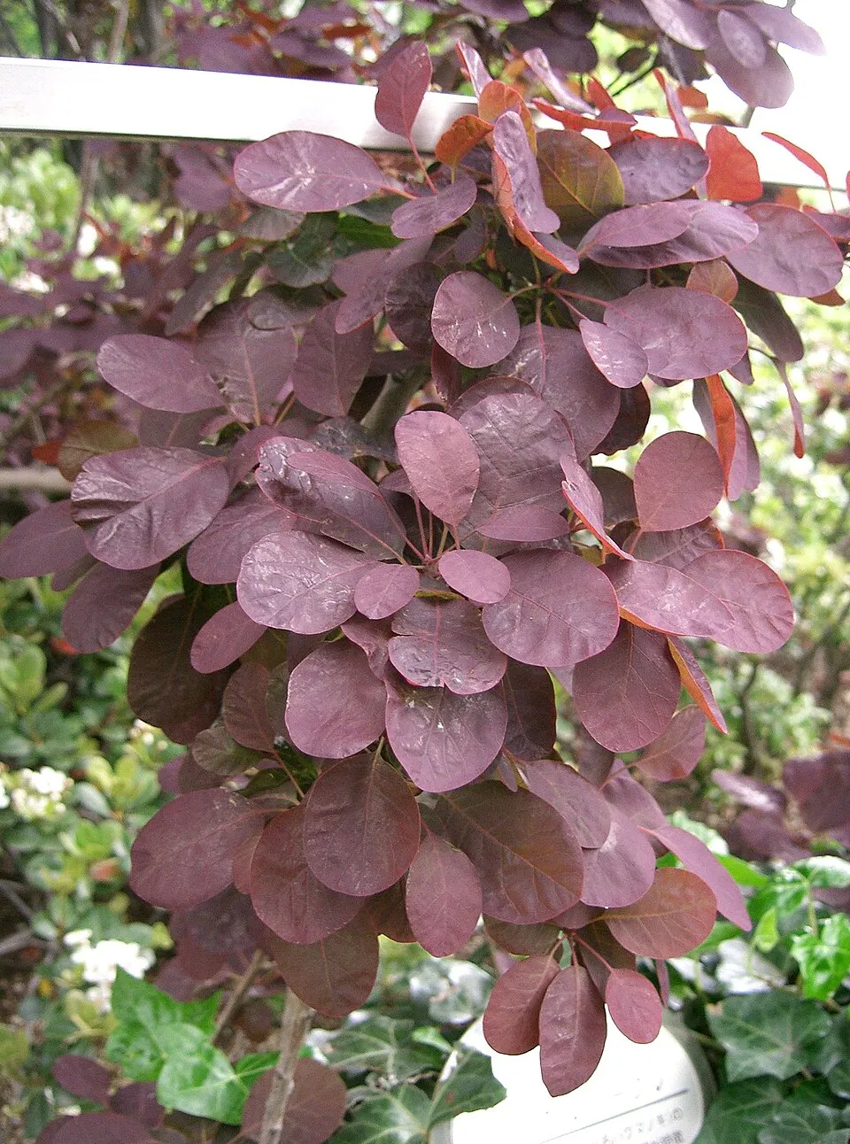 Bordó levelű cserszömörce / Cotinus coggygria 'Royal Purple'