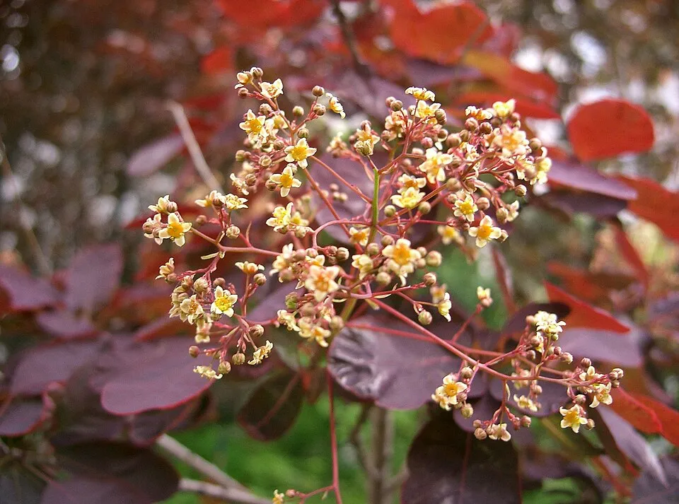 Bordó levelű cserszömörce / Cotinus coggygria 'Royal Purple'