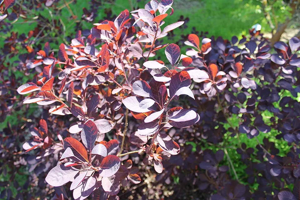 Bordó levelű cserszömörce / Cotinus coggygria 'Royal Purple'