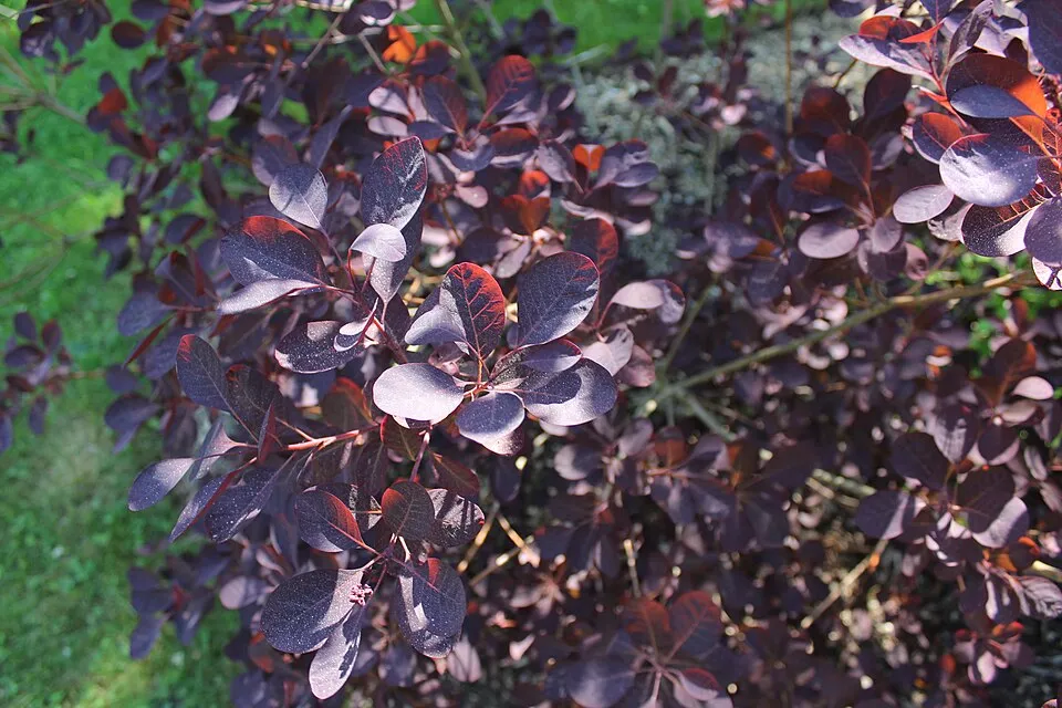 Bordó levelű cserszömörce / Cotinus coggygria 'Royal Purple'