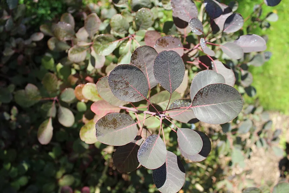 Bordó levelű cserszömörce / Cotinus coggygria 'Royal Purple'