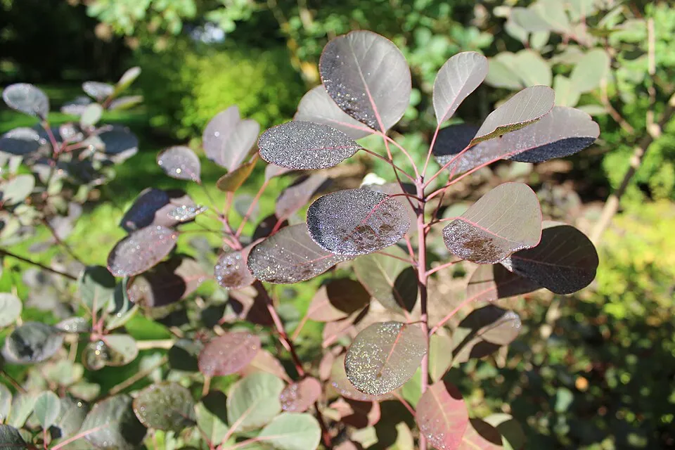 Bordó levelű cserszömörce / Cotinus coggygria 'Royal Purple'