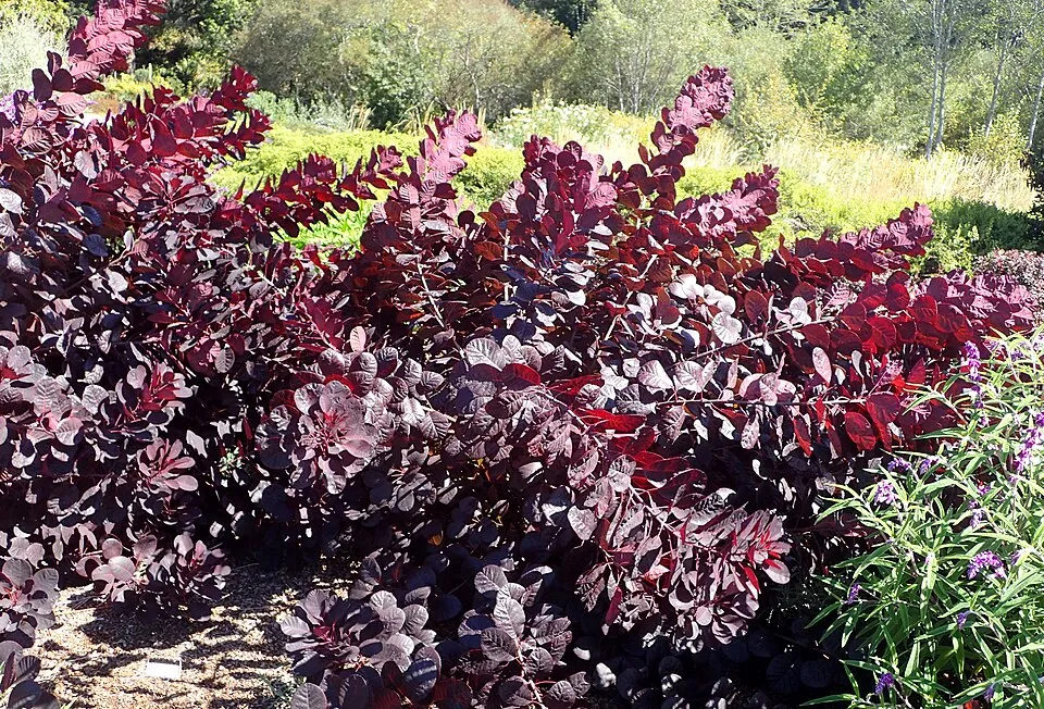 Bordó levelű cserszömörce / Cotinus coggygria 'Royal Purple'