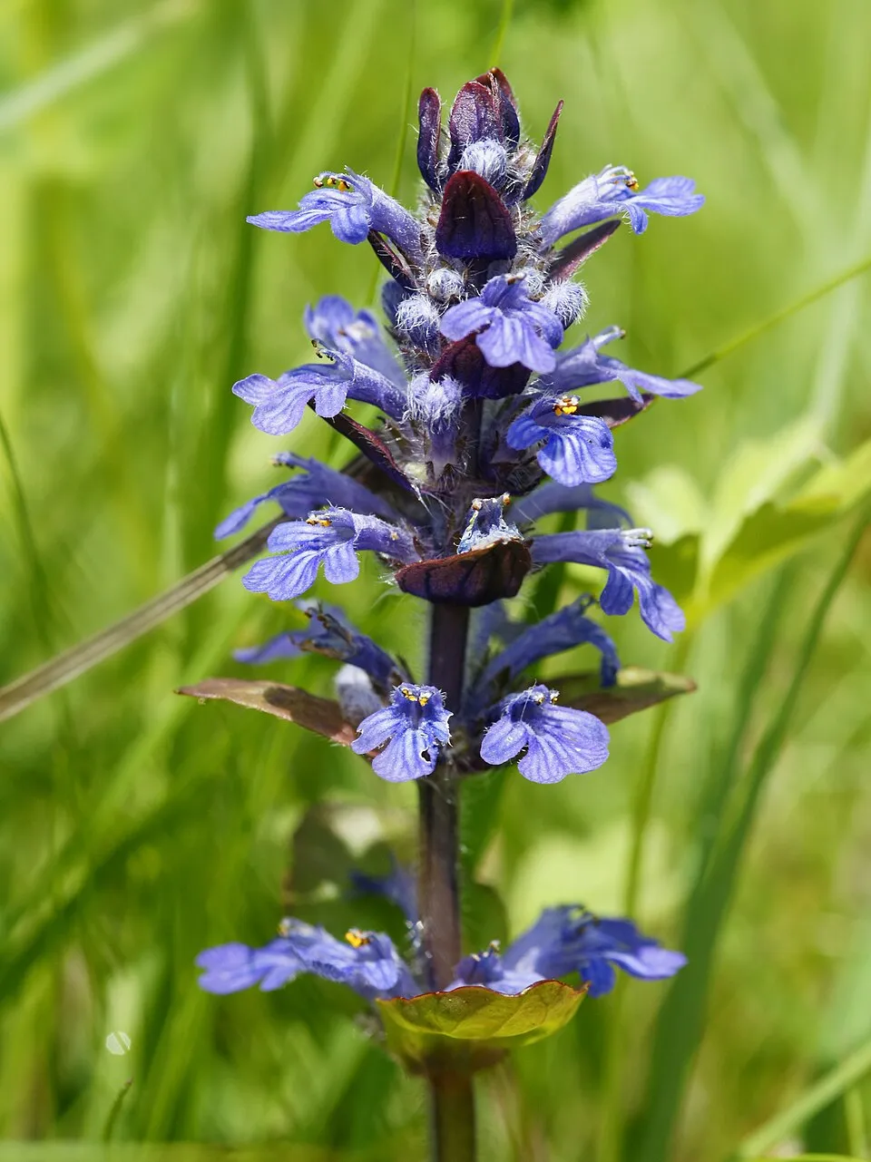 Indás ínfű / Ajuga reptans