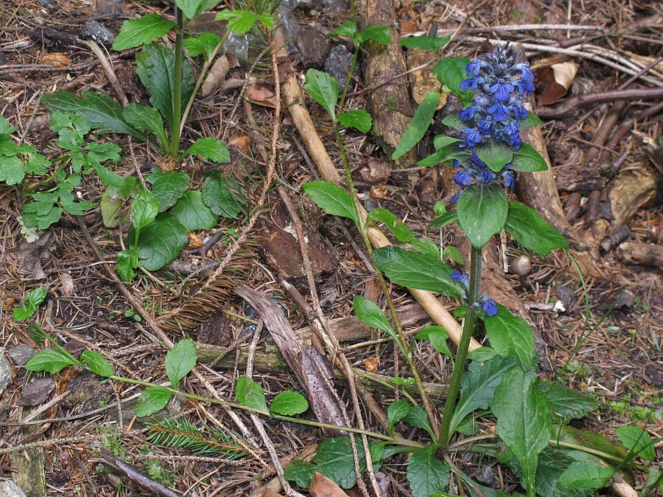 Indás ínfű / Ajuga reptans