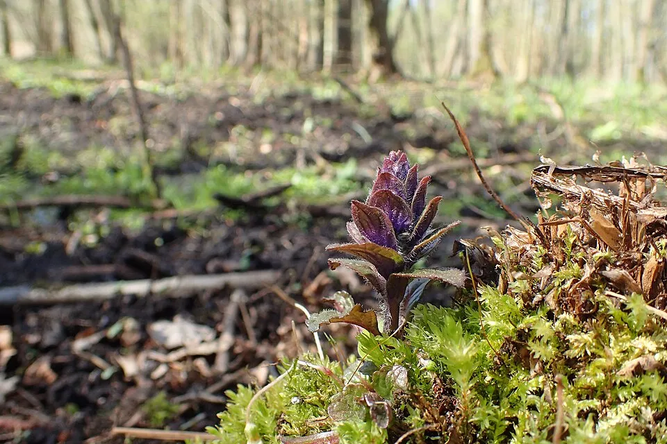 Indás ínfű / Ajuga reptans