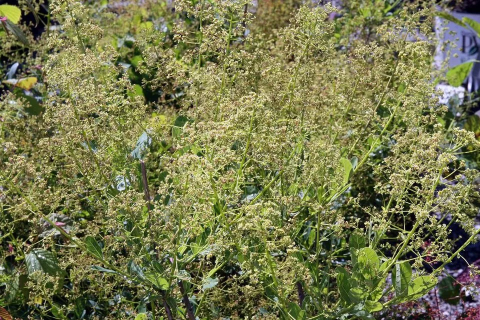 Rózsaszín virágú cserszömörce / Cotinus coggygria 'Young Lady'