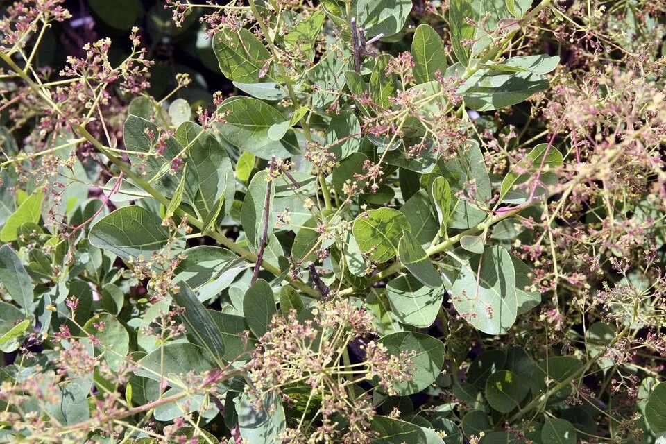 Rózsaszín virágú cserszömörce / Cotinus coggygria 'Young Lady'