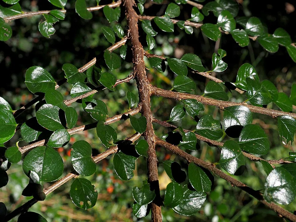 Kerti madárbirs / Cotoneaster horizontalis