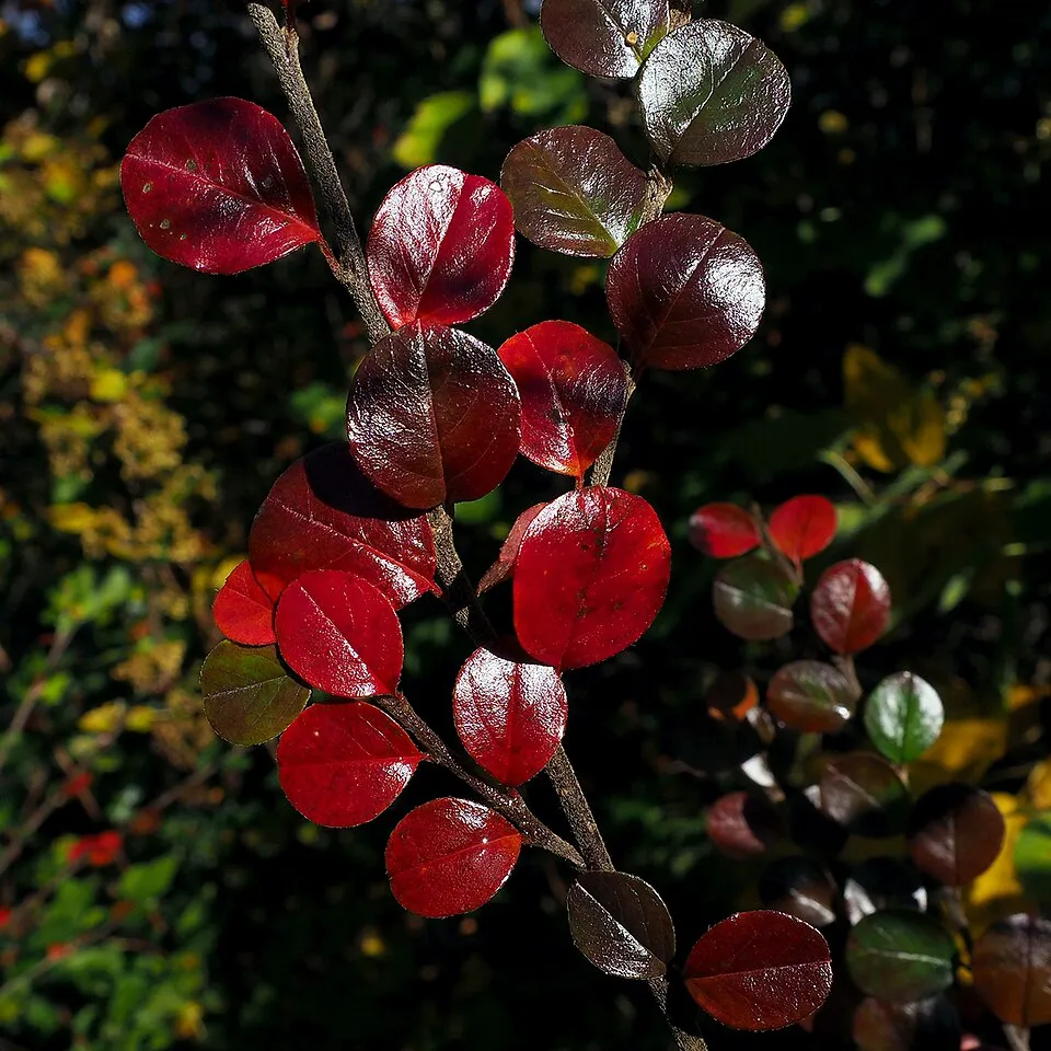 Kerti madárbirs / Cotoneaster horizontalis