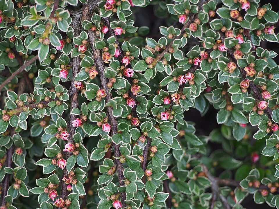 Kerti madárbirs / Cotoneaster horizontalis