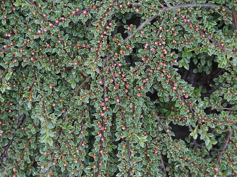 Kerti madárbirs / Cotoneaster horizontalis