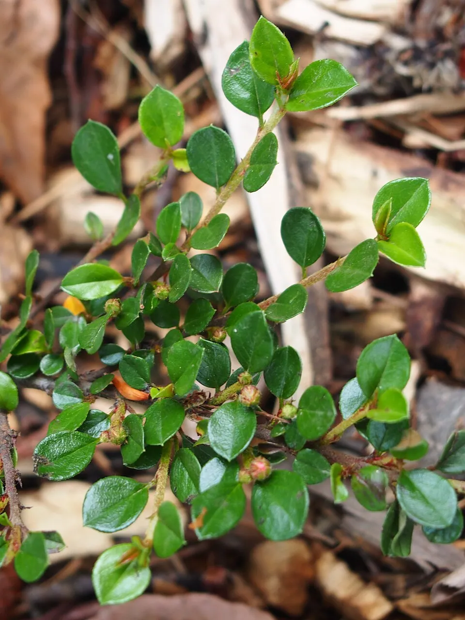 Kerti madárbirs / Cotoneaster horizontalis