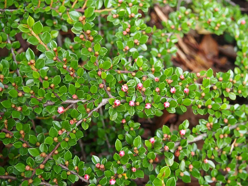 Kerti madárbirs / Cotoneaster horizontalis