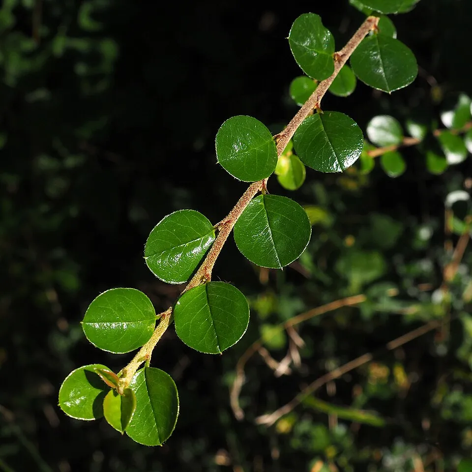 Kerti madárbirs / Cotoneaster horizontalis
