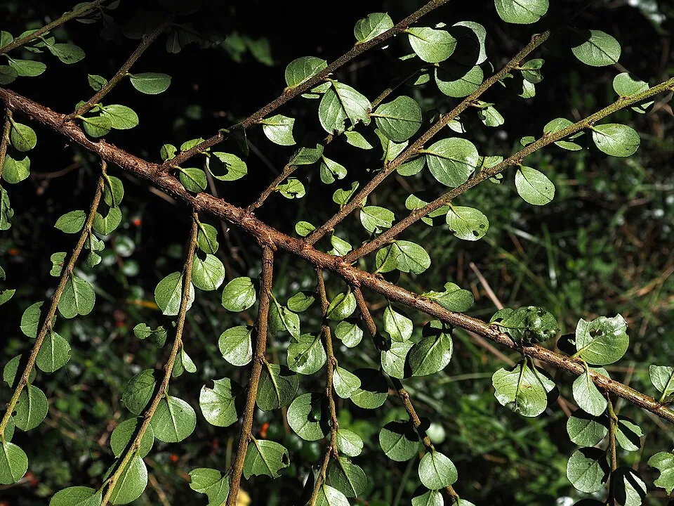 Kerti madárbirs / Cotoneaster horizontalis