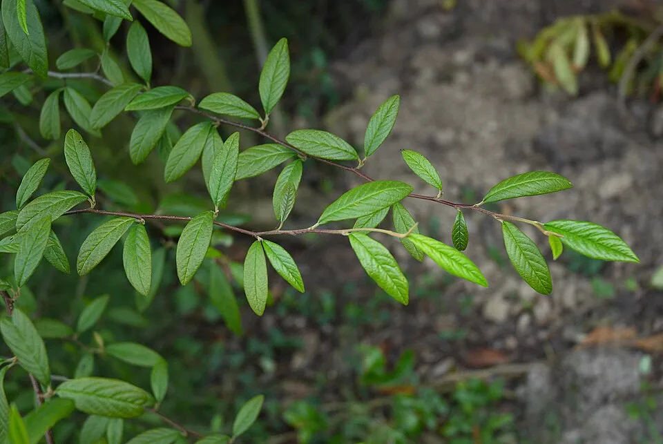 Talajtakaró madárbirs / Cotoneaster hybrid 'Bella'