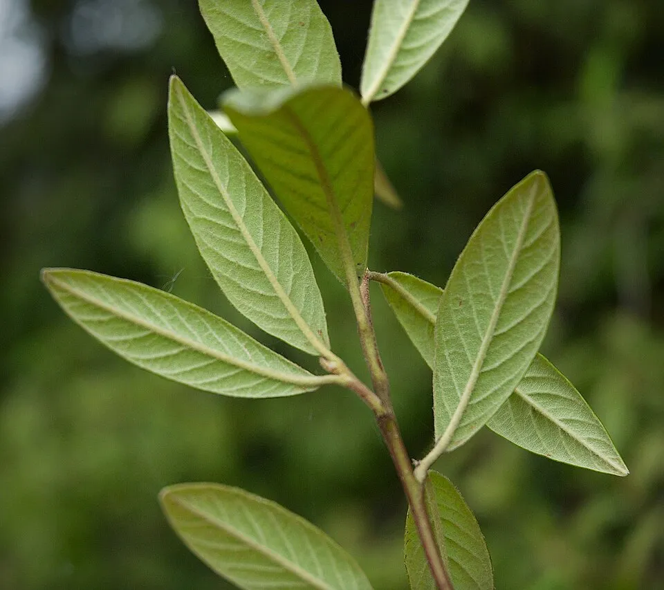 Talajtakaró madárbirs / Cotoneaster hybrid 'Bella'