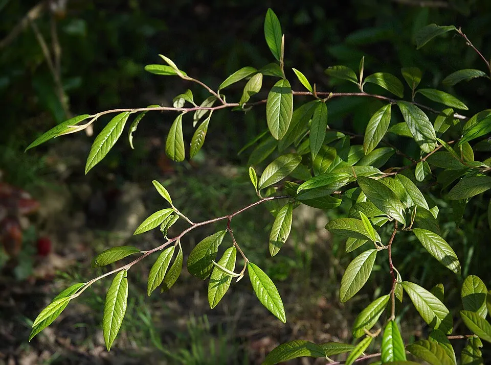 Talajtakaró madárbirs / Cotoneaster hybrid 'Bella'