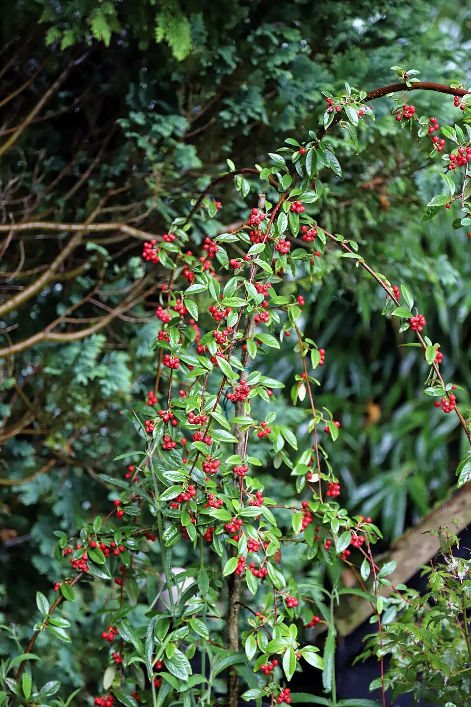 Talajtakaró madárbirs / Cotoneaster hybrid 'Bella'