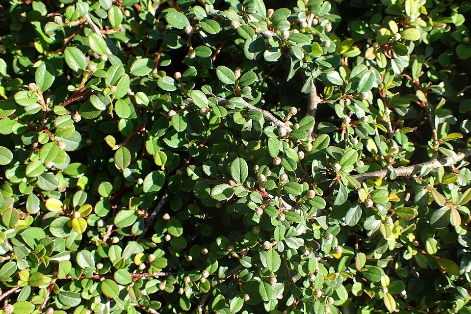 Apró levelű, nepáli madárbirs / Cotoneaster microphyllus