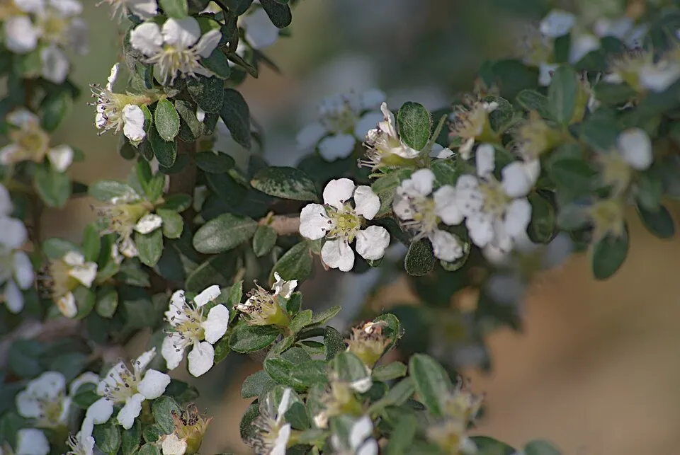 Apró levelű, nepáli madárbirs / Cotoneaster microphyllus