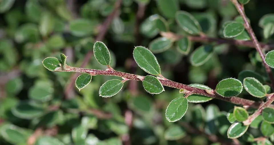Apró levelű, nepáli madárbirs / Cotoneaster microphyllus