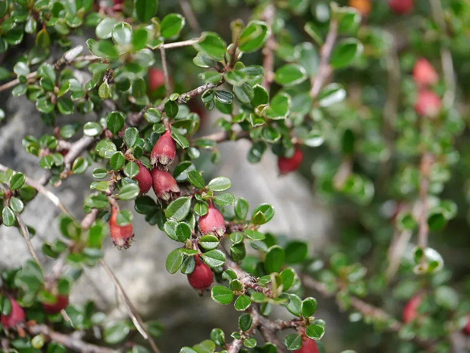 Apró levelű, nepáli madárbirs / Cotoneaster microphyllus